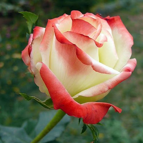 Rosa  Impératrice Farah™ - biało - czerwony - Róże pienne - z kwiatami hybrydowo herbacianymi - korona równomiernie ukształtowana